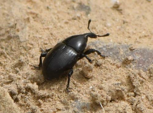 Réf. 228 443 : Malvaevora timida
